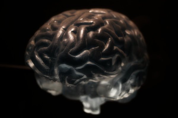 Ученые: Анатомия мозга у каждого человека уникальна