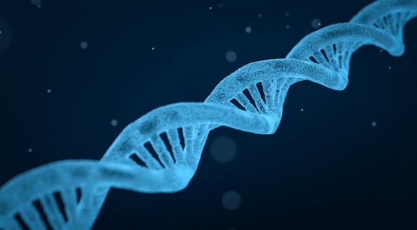 Ученые: Геи получают больше секса из-за генов