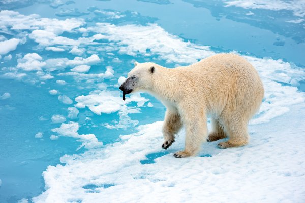 Ученые: Белые медведи на Чукотке стали заметно спокойнее и толще