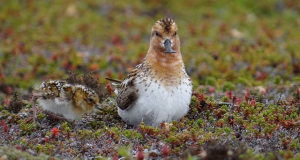 Ученые: Изменение климата Арктики сделало ее смертоносной для птенцов