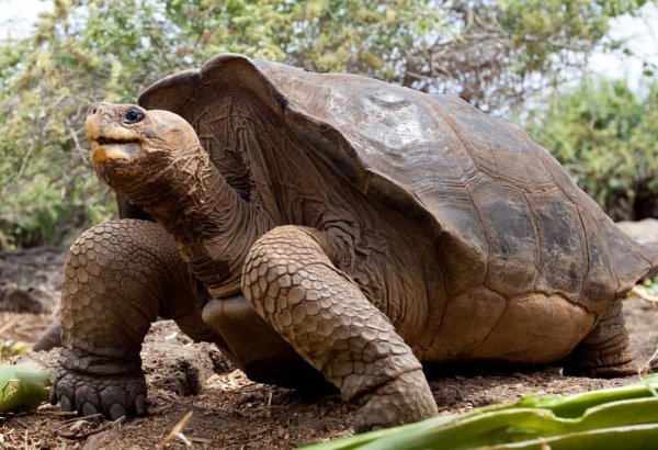 Геном Одинокого Джорджа раскрыл секрет долгожительства гигантских черепах