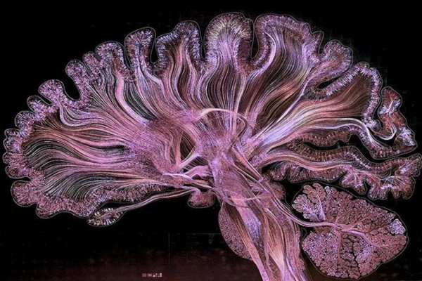 Ученые создали изображение мозга путем ручного рисования