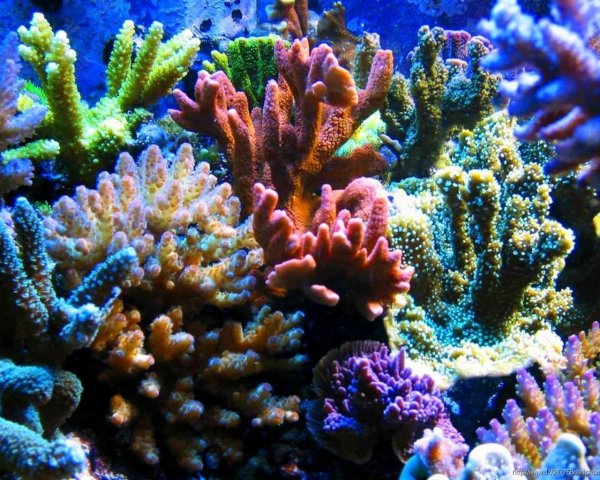 Австралийские ученые обнаружили 195 новых видов глубинных кораллов