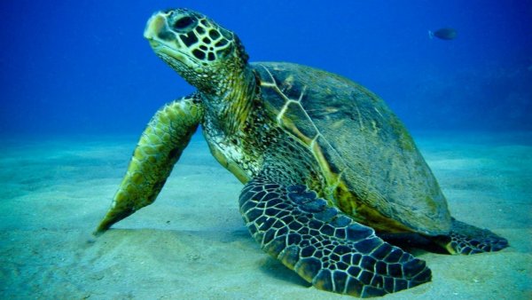 Самцы зеленых черепах станут самками из-за глобального потепления – ученые