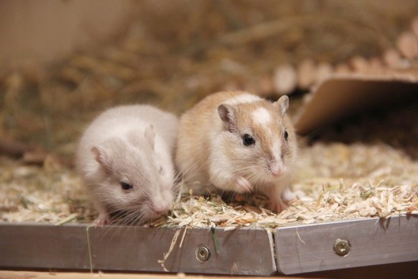 Американские ученые научились регенерировать конечности у мышей