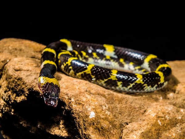Немецкие ученые выяснили, как змеи потеряли конечности
