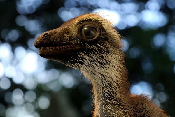 Тиранозавры оказались с перьями: Ученым удалось определить вешний вид детенышей хищников
