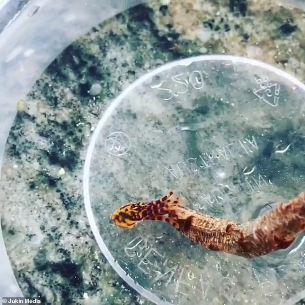 Смерть на дне: Ученые нашли ядовитого осьминога в Индийском и Тихом океанах