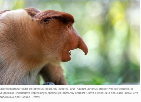 Астрономия поможет спасти орангутангов от исчезновения – учёные