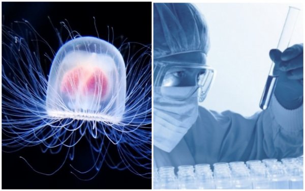 Бессмертные медузы помогут учёным победить заболевания мозга