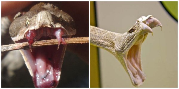 Катана в животном мире: Учёные разрабатывают иглы на основе клыков гадюки
