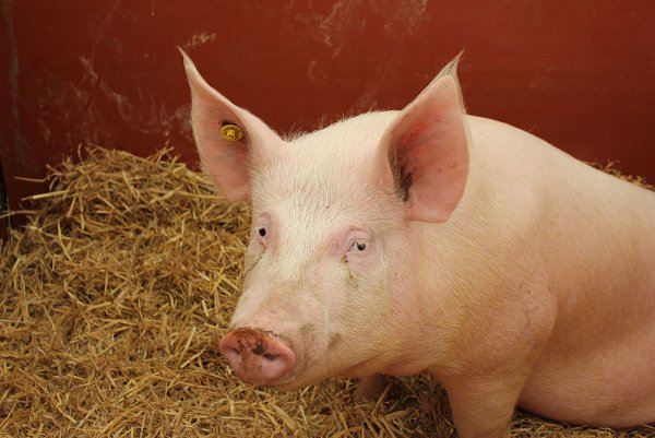 Ученые восстановили функции мозга свиньи после смерти