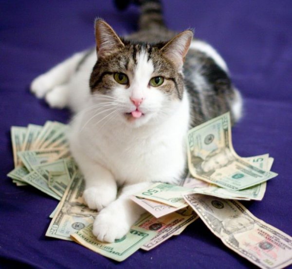 Мемы про котов оплатят все: Прибыль с рунета обеспечит его автономность