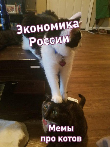 Мемы про котов оплатят все: Прибыль с рунета обеспечит его автономность