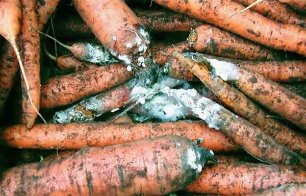 Гнилые овощи и грязная посуда: прокуратура вскрыла факты нарушений в общепитах детских учреждений Прикамья