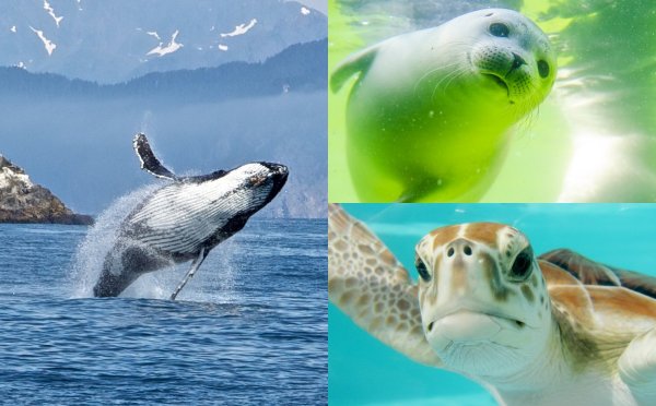 Названа жизненно важная для людей причина сохранения морских животных