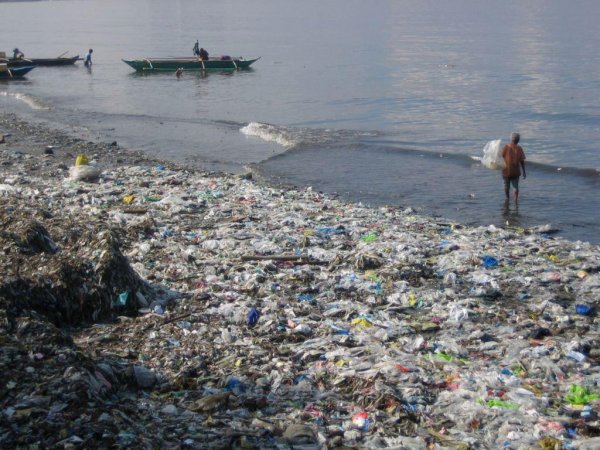 Ядовитый апокалипсис: Пожирающая пластиковые отходы моль может уничтожить человечество
