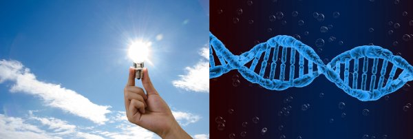 Учёные придумали, как с помощью ДНК питаться солнечной энергией